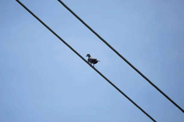 Eurasian collared-dove (Streptopelia decaocto) looking out and cooing from its perch on a wire, with a blue sky in the background