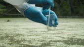 Swamp Testing Process Of Taking Water Analysis From Swamp Using Flask And Pipette ...