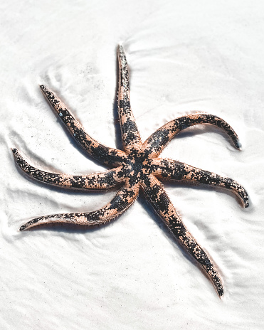 Starfish Sea star found on the beach treasures sea creatures near the ocean