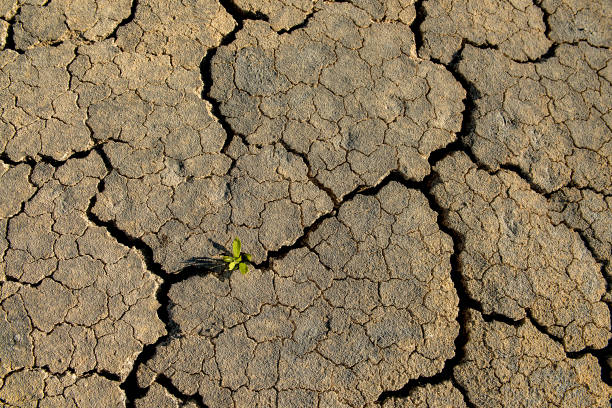 dry earth with deep cracks and a small green sprout. problem of ecology and climate change.