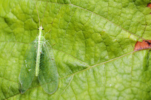 Top view of a Green lacewing (Chrysopidae family) sitting on a vine leaf with defect.