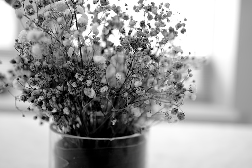 Monochrome camera:  Gypsophila (Baby's Breath)  for creative background. Gypsophila is a genus of flowering plants in the carnation family, Caryophyllaceae. They are native to Eurasia, Africa, Australia, and the Pacific Islands.