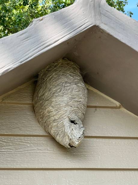 istock Hornet’s nest under a building’s overhang. 1692912222
