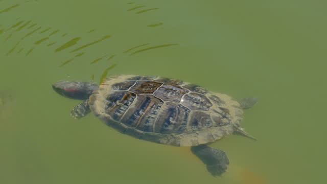 Trachemys scripta elegans water turtle swims in a green lake