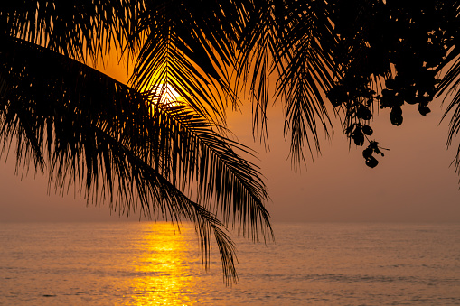 Beautiful Sunset settles in below a row of palm trees in Florida