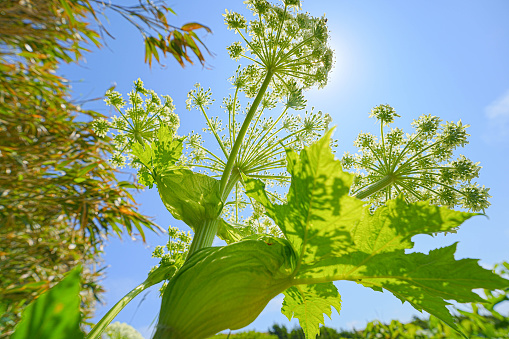 Flower in Rebun