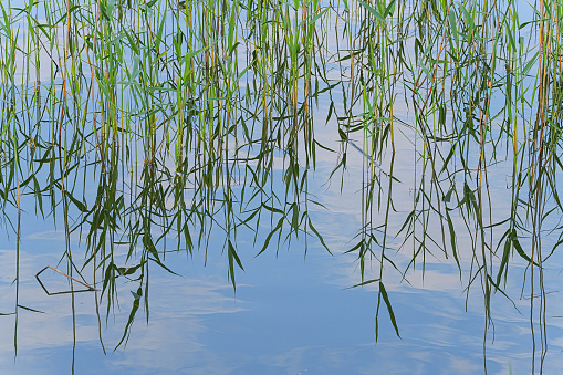 Single clump of cattails and green grasses in a pond at the Viera wetlands. Abstract background and nature scene showing the texture and detail of the native grasses and reflective pond in the water containment area.