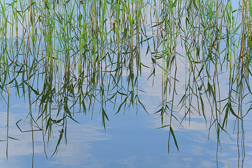 Large swamp with view of city, thickets of grass, water lilies, a city view of reservoir, landscape