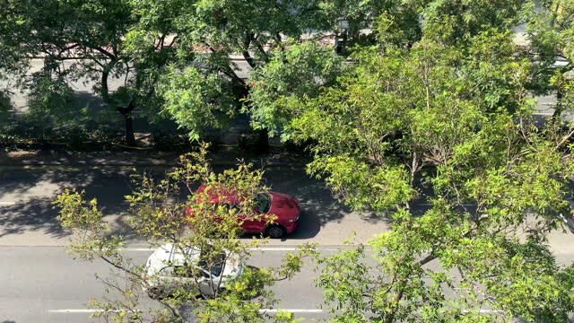 Cars driving along boulevard beneath trees