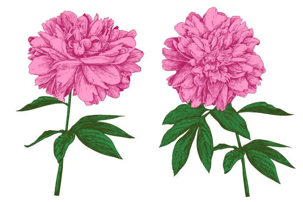 Vector illustration of peonies flower line art on a white background