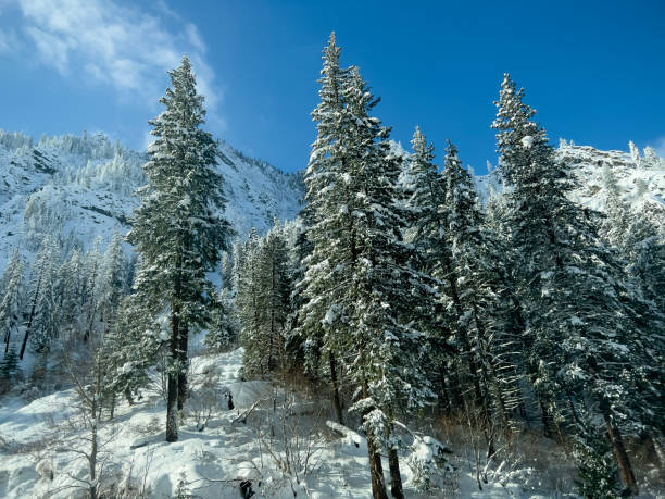 View of bright sunny weather deep in Stevens Pass during winter