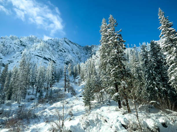 istock View of bright sunny weather deep in Stevens Pass during winter 1692996174