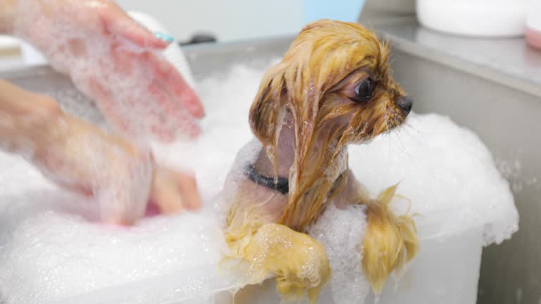 Pet Groomer Giving a Pomeranian Dog With Alopecia X a Healthy Bath Treatment