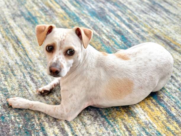 istock Puppy Dog Eyes 1693013675