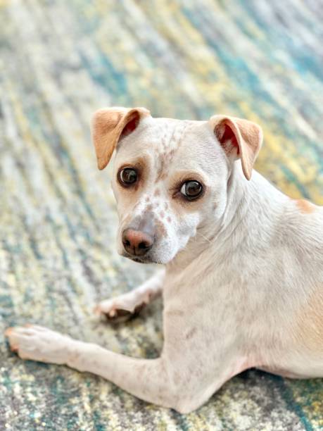 istock Puppy Dog Eyes 1693013801
