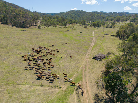 Cattle grazing on rural farmland in Queensland, Australia