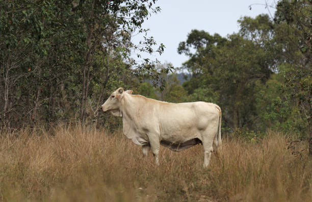 istock Profile of a cow in a paddock with grass and trees 1693025619