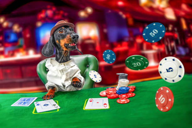 Dog in hat plays in casino vegas gambles, cards throws chips Adrenaline gambling Funny excited dachshund dog in shirt, hat sits at cloth green table in casino makes a bet, plays cards, throws chips Adrenaline, addiction gambler makes a big bet Cartoon pet bachelor party in Vegas dibs stock pictures, royalty-free photos & images