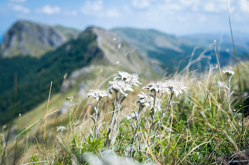 Beautiful edelweiss flower in the mountain. Endangered species.