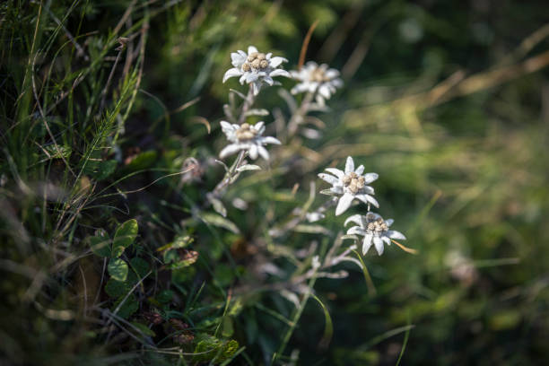 Beautiful edelweiss flower in the mountain. Endangered species.