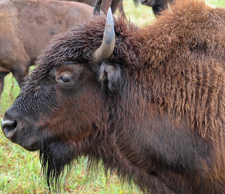 Side view of female bison's head on Kansas prairie.