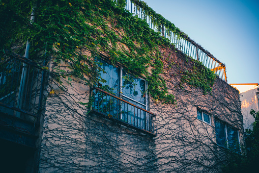 Old apartment crawling with ivy