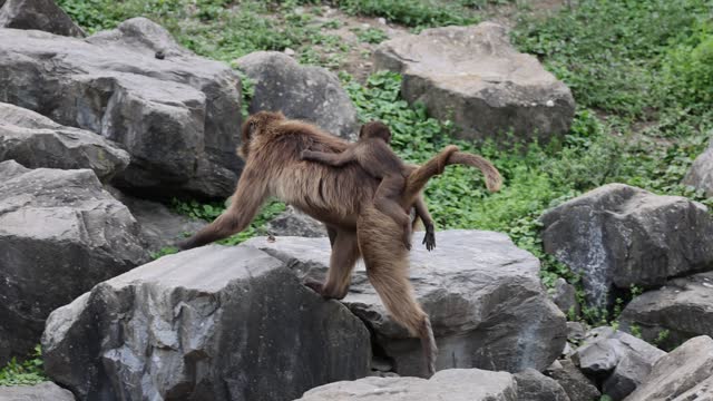 Slow Motion shot of gelada monkey with baby on back walking on rocks in nature