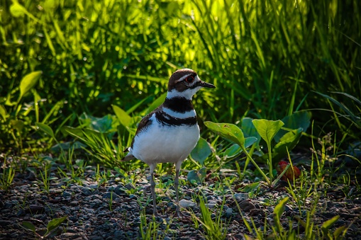 The killdeer is a large plover found in the Americas. It was described and given its current scientific name in 1758 by Carl Linnaeus in the 10th edition of his Systema Naturae. There are three subspecies. The killdeer's common name comes from its often-heard call. Its upperparts are mostly brown with rufous fringes, the head has patches of white and black, and there are two black breast bands