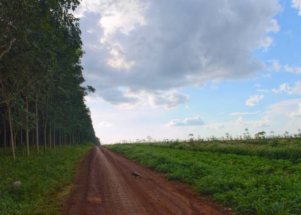 istock a dirt road, trees and sky 1693077197