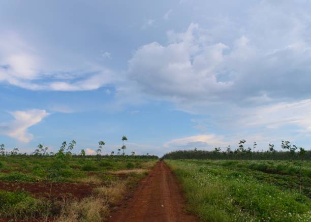 istock a dirt road, trees and sky 1693077222
