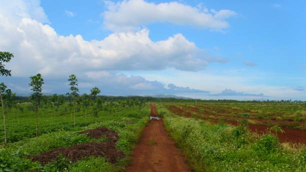 istock a dirt road, trees and sky 1693077291