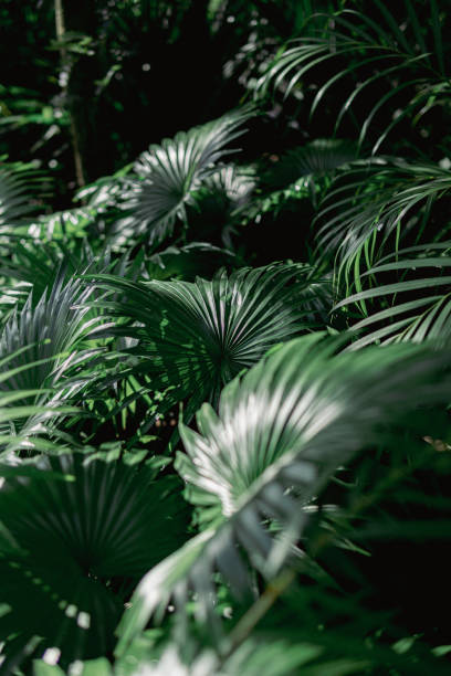 istock Tropical plants | Iracas | background 1693077544
