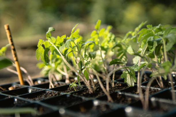 istock growning seeds of cherry tomatoes 1693082233