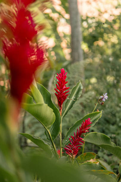 istock Ginger flower | banana family 1693083331