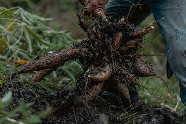 istock Cassava tree and roots  | manioc | yuca 1693084370