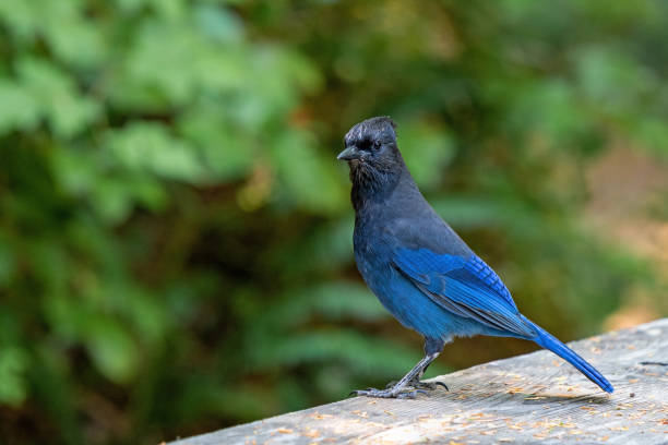 istock Steller's Jay, Vancouver Island, Canada 1693084380