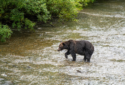 Grizzly Bear (Ursus arctos horribilis) fishing salmon in Fish Creek, Tongass national forest, Alaska, USA.