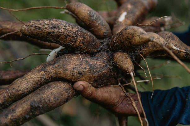 istock Cassava fruit and roots  | manioc | yuca 1693084397