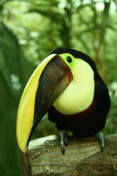 istock Yellow Throated Toucan 1693090822
