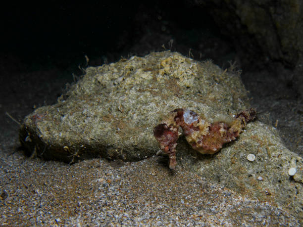 istock Cute seahorse from the Mediterranean Sea 1693095758