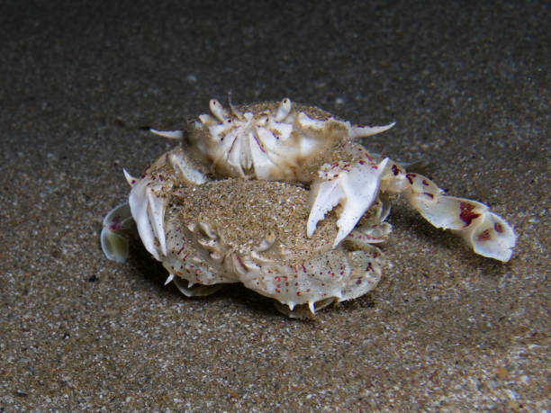 istock White crabs mating on the sea floor 1693096103