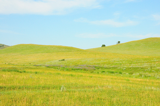 Endless steppe with gentle hills overgrown with dense grass under a clear summer sky. Khakassia, Siberia, Russia.