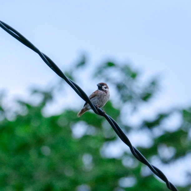 istock Sparrow on Electric Cable Stock Photo 1693119544