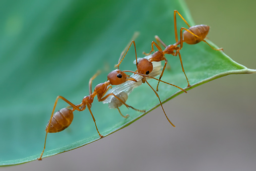 Red ants on a leaf