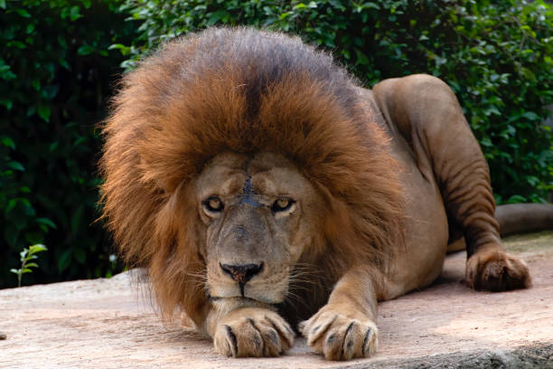африканский lion - 16210 стоковые фото и изображения