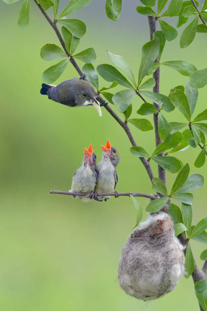 istock Female scarlet-headed flowerpecker 1693131522