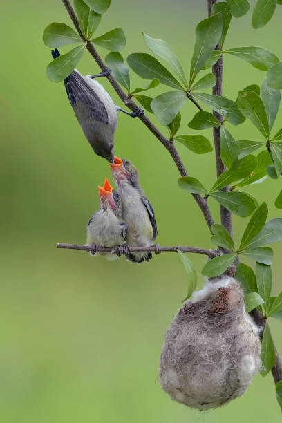 istock Female scarlet-headed flowerpecker 1693131548