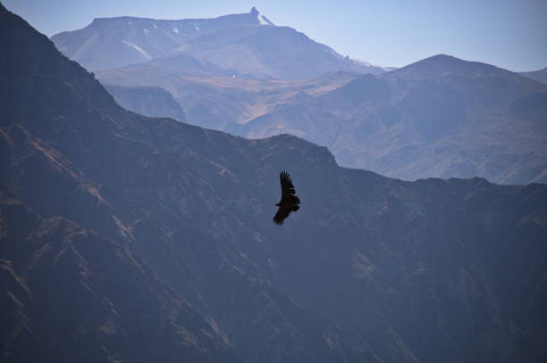 istock Condor flying in Colca canyon 1693133239