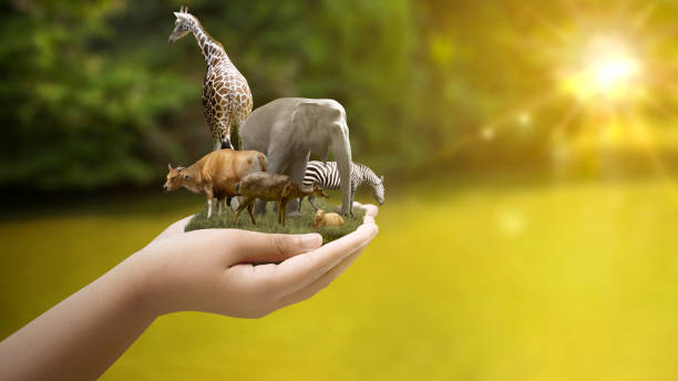 istock World Animal Day 1693137434