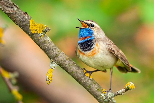 he bluethroat (Luscinia svecica) is a small passerine bird that was formerly classed as a member of the thrush family Turdidae, but is now more generally considered to be an Old World flycatcher, Muscicapidae.